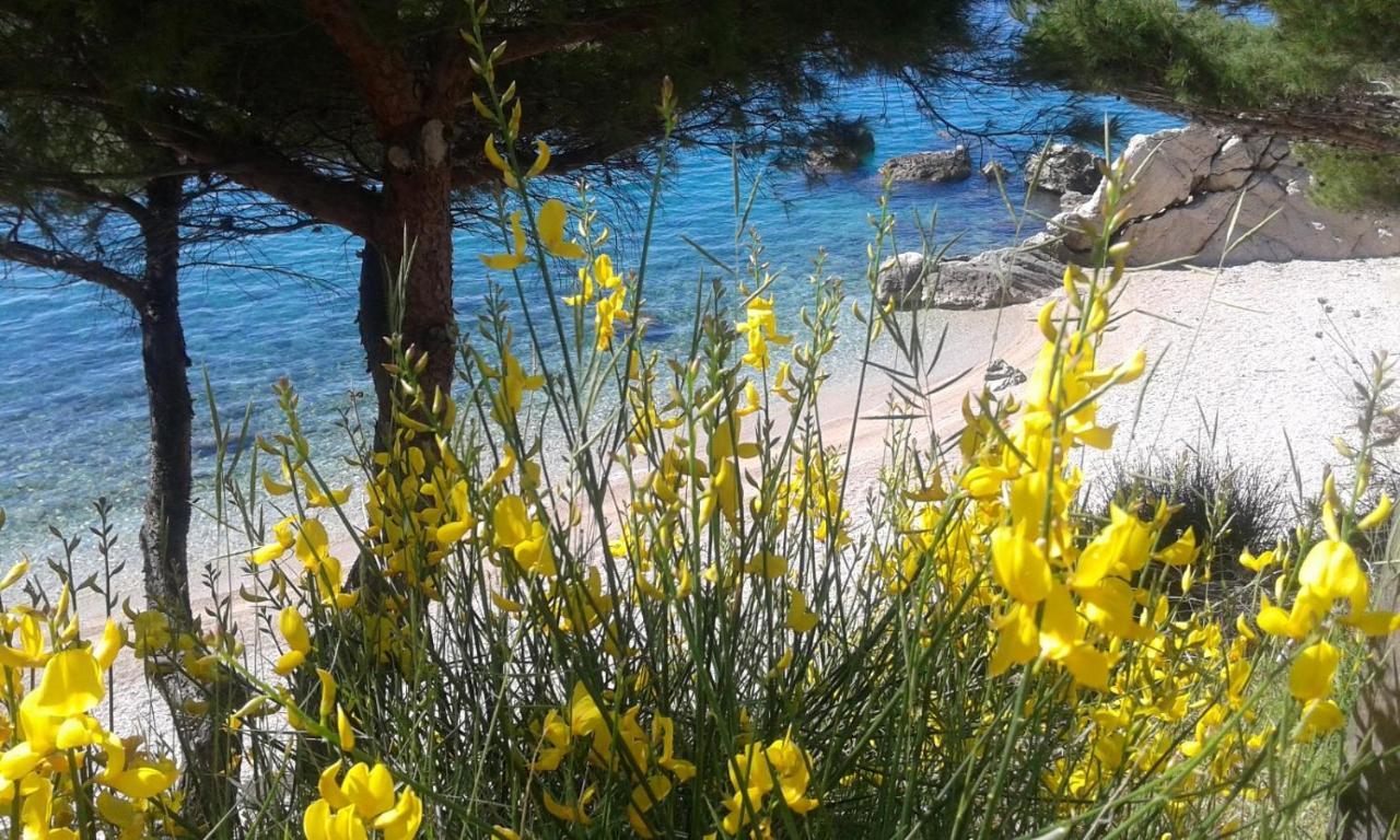 Villa Silvana Brown Marusici  Екстериор снимка